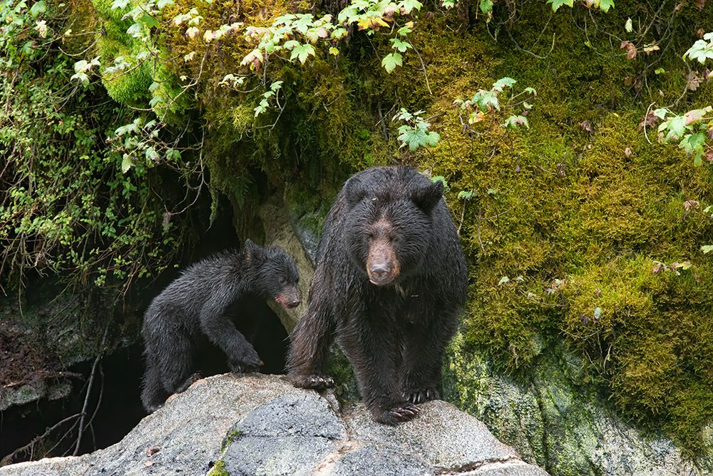 Black bear cub following its mama at Anan Creek. art print by Betty Sederquist for $57.95 CAD