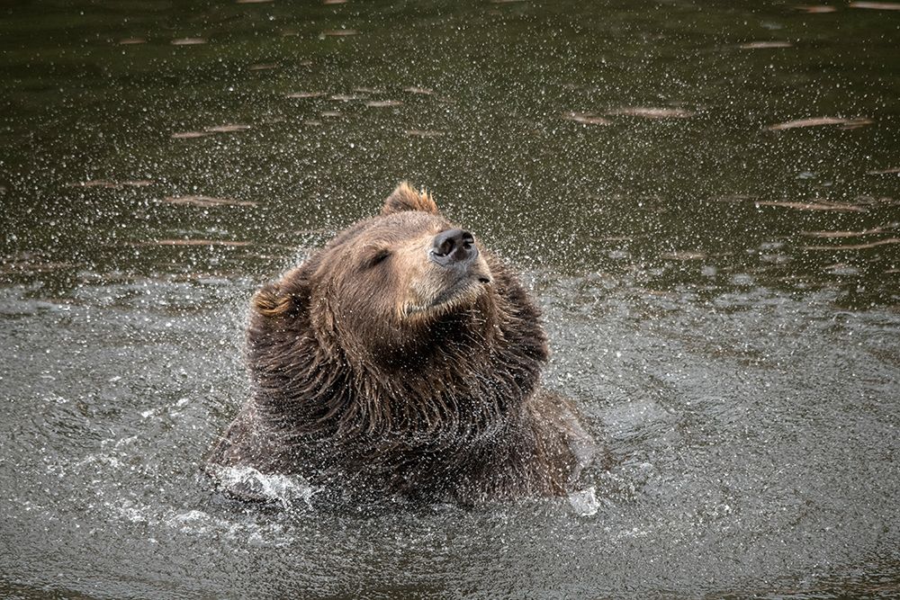 Brown bear at Fortress of the Bear- a rescue center in Sitka- shakes off water. art print by Betty Sederquist for $57.95 CAD