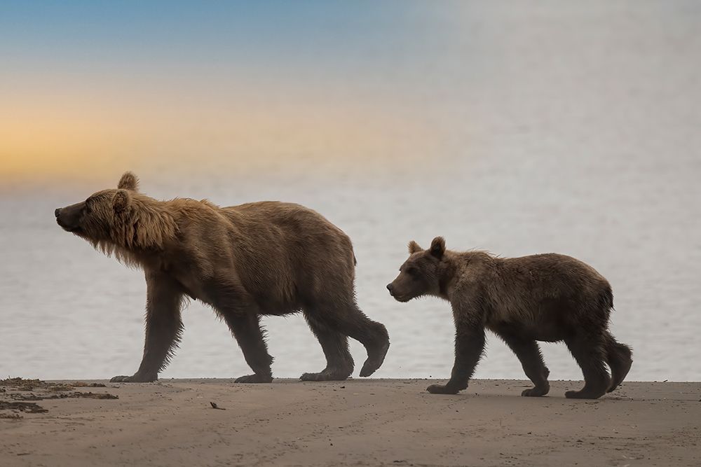 Brown bear cub and sow walk a Cook Inlet beach. art print by Betty Sederquist for $57.95 CAD
