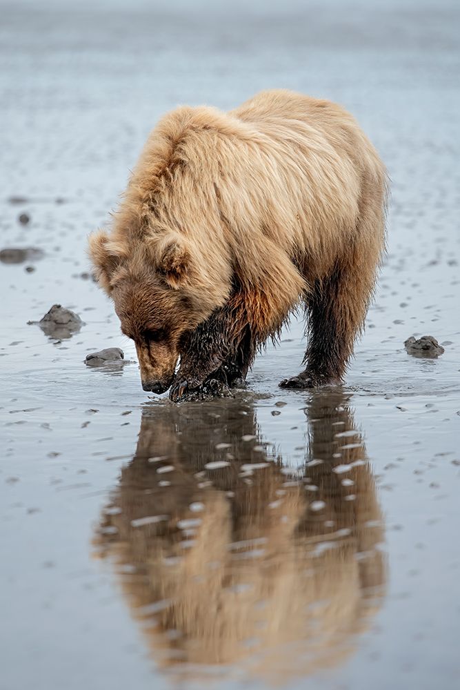 Brown bear digs for clams in the mud of Cook Inlet. art print by Betty Sederquist for $57.95 CAD