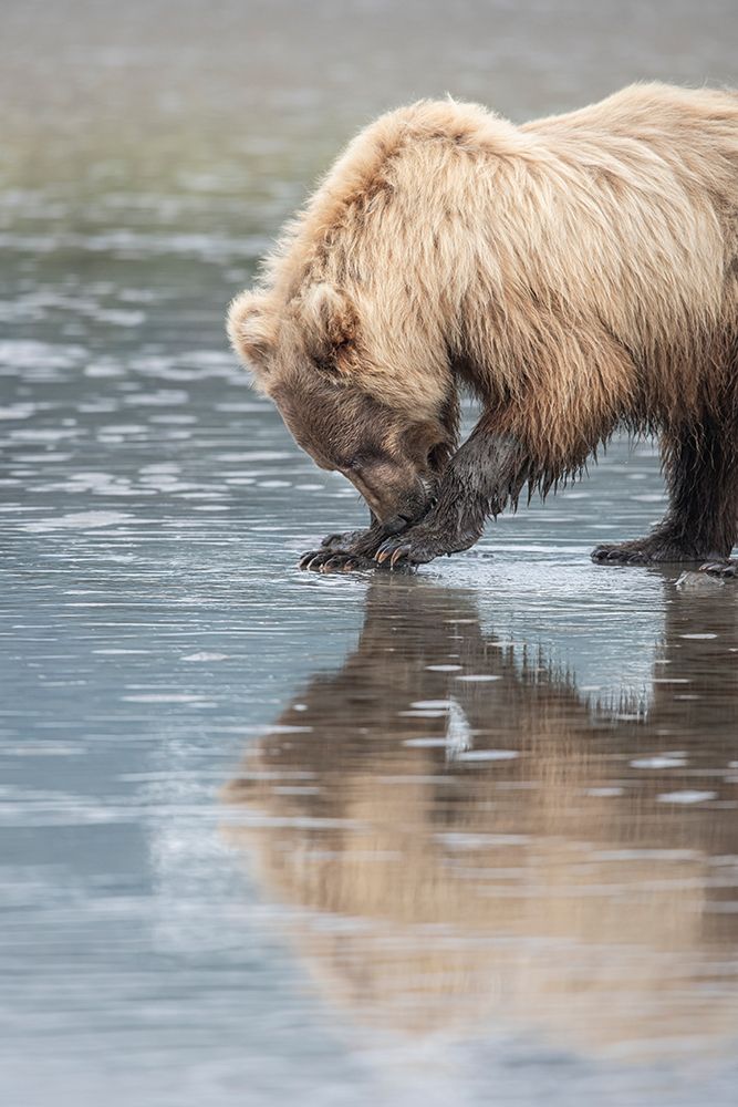 Clamming brown bear reflected at low tide along Cook Inlet. art print by Betty Sederquist for $57.95 CAD