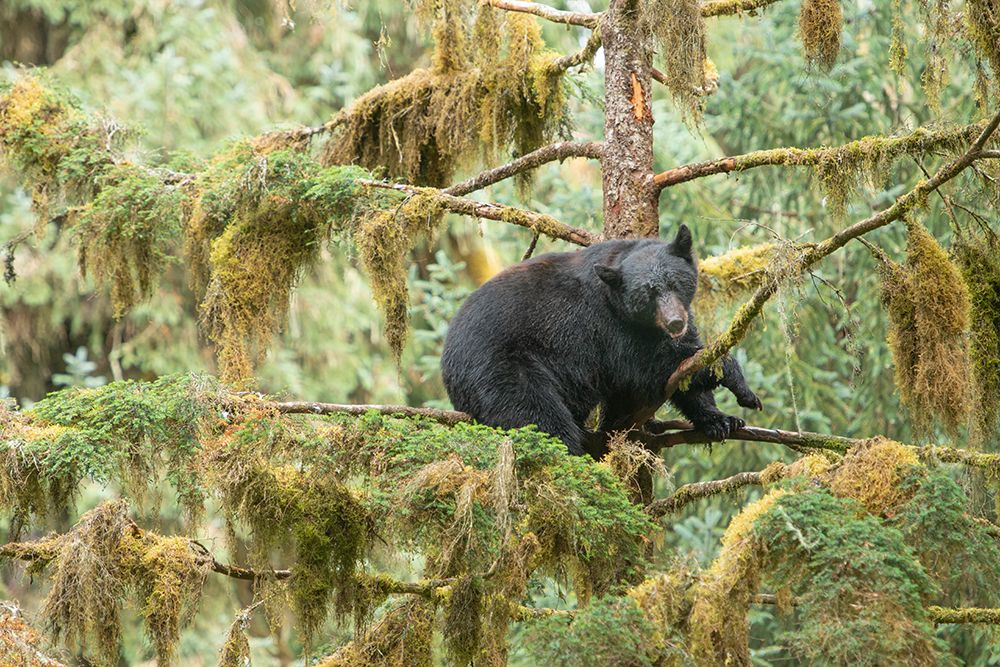 Cub resting in a tree to escape male bears- which could kill it. art print by Betty Sederquist for $57.95 CAD