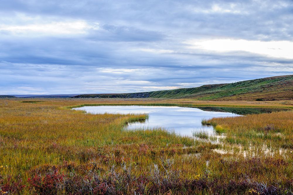 USA- Alaska- Noatak National Preserve. Wetlands in the arctic tundra. art print by Fredrik Norrsell for $57.95 CAD