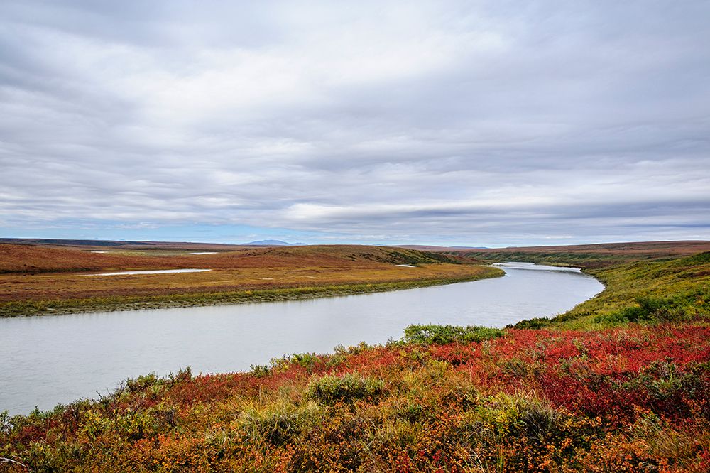 USA- Alaska- Noatak National Preserve. Autumn colors along the Noatak River. art print by Fredrik Norrsell for $57.95 CAD