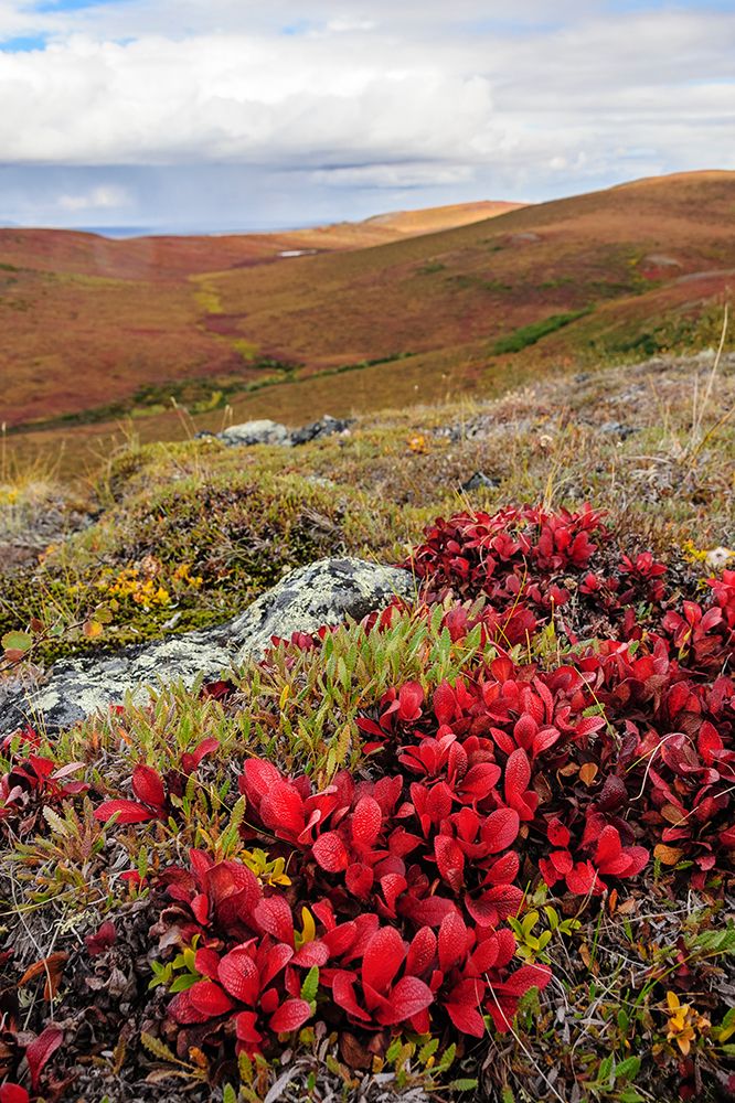USA- Alaska- Noatak National Preserve. Alpine Bearberry on arctic tundra in autumn colors. art print by Fredrik Norrsell for $57.95 CAD