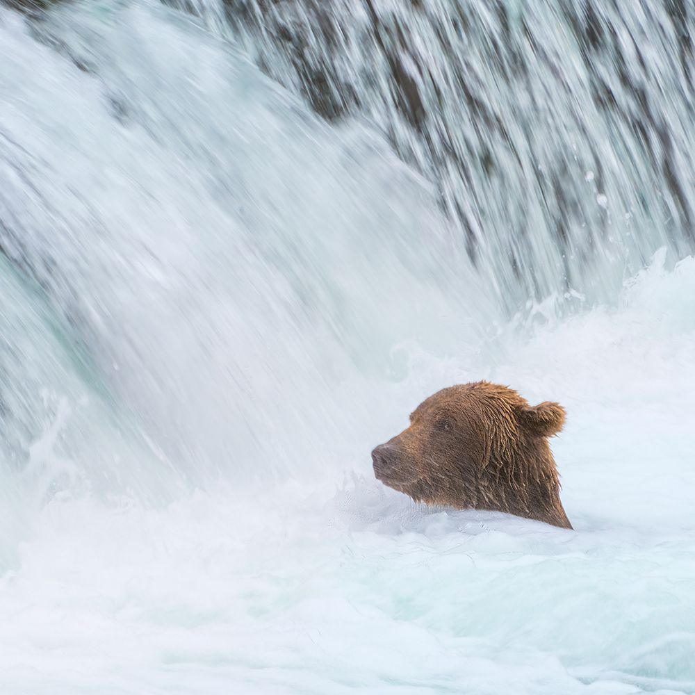 Alaska- Brooks Falls. Grizzly bear swims at the base of the falls. art print by Janet Muir for $57.95 CAD