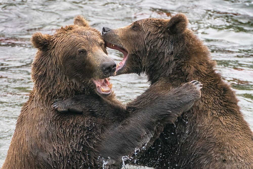 Alaska- Brooks Falls- Two young grizzly bears playing. art print by Janet Muir for $57.95 CAD
