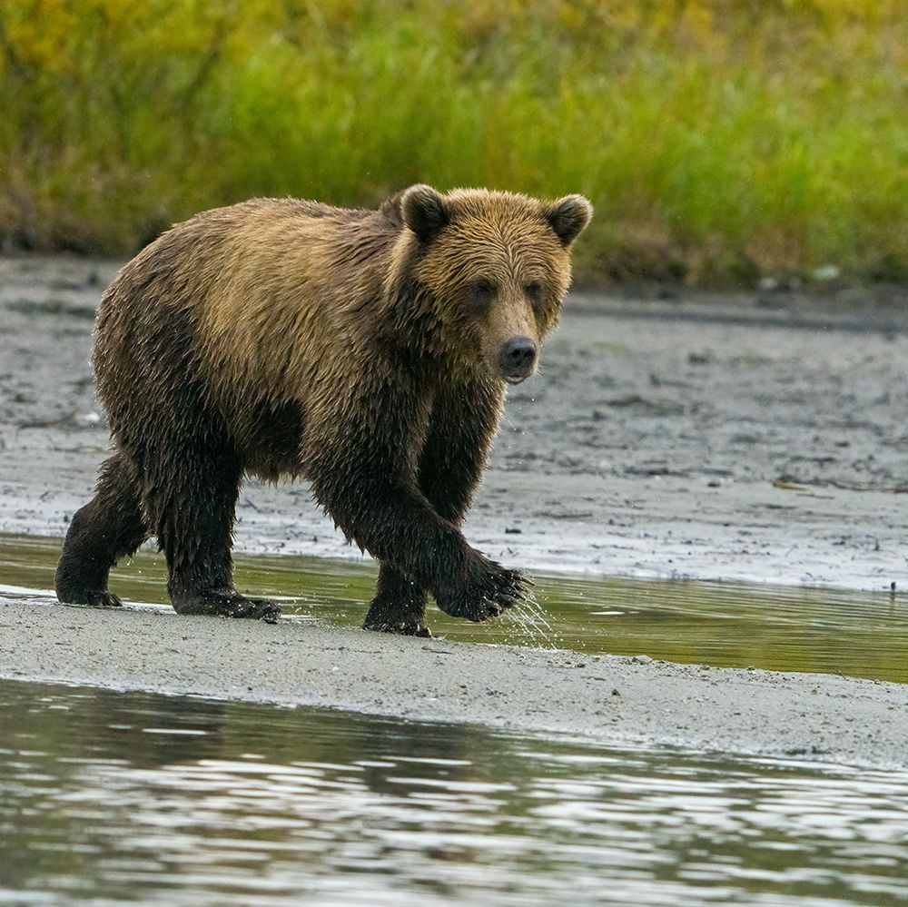 Alaska- Lake Clark. Young grizzly bear walks along the shoreline. art print by Janet Muir for $57.95 CAD