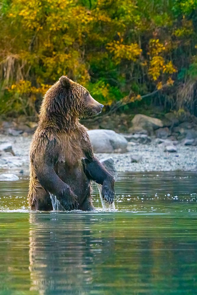 Alaska- Lake Clark. Grizzly bear stands up in the water. art print by Janet Muir for $57.95 CAD