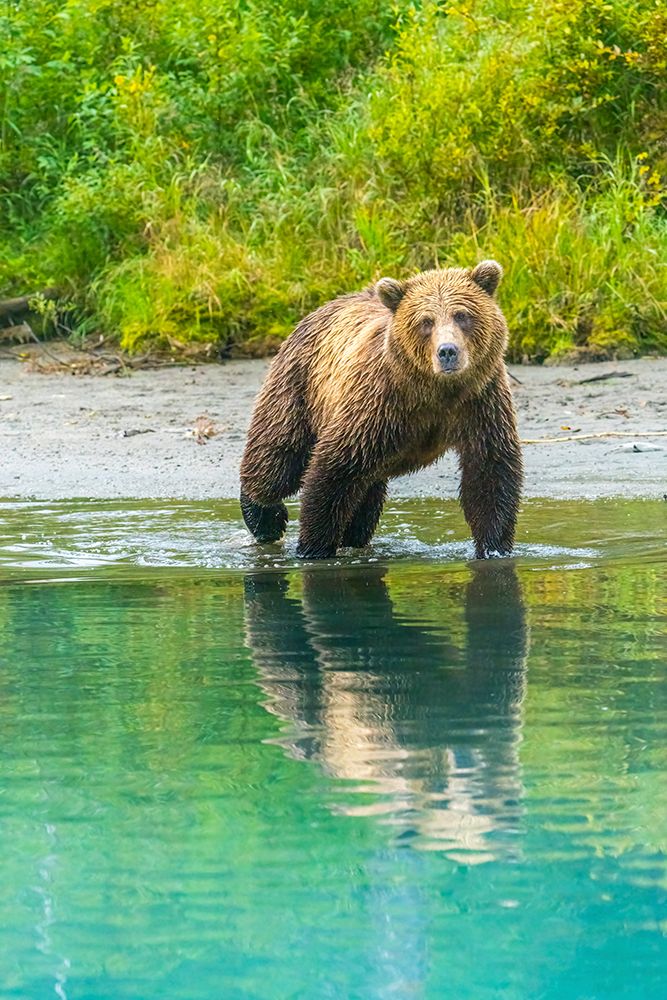 Alaska- Lake Clark. Young grizzly bear walks along the shoreline. art print by Janet Muir for $57.95 CAD