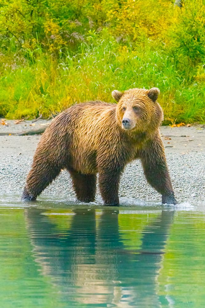 Alaska- Lake Clark. Grizzly bear walks along the shoreline. art print by Janet Muir for $57.95 CAD