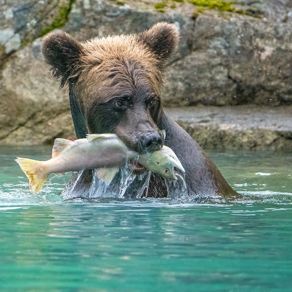 Alaska- Lake Clark. Grizzly bear holds fish while sitting in the water. art print by Janet Muir for $57.95 CAD