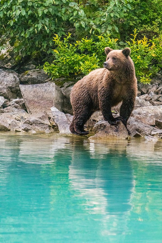 Alaska- Lake Clark. Young grizzly bear walks along the shoreline. art print by Janet Muir for $57.95 CAD