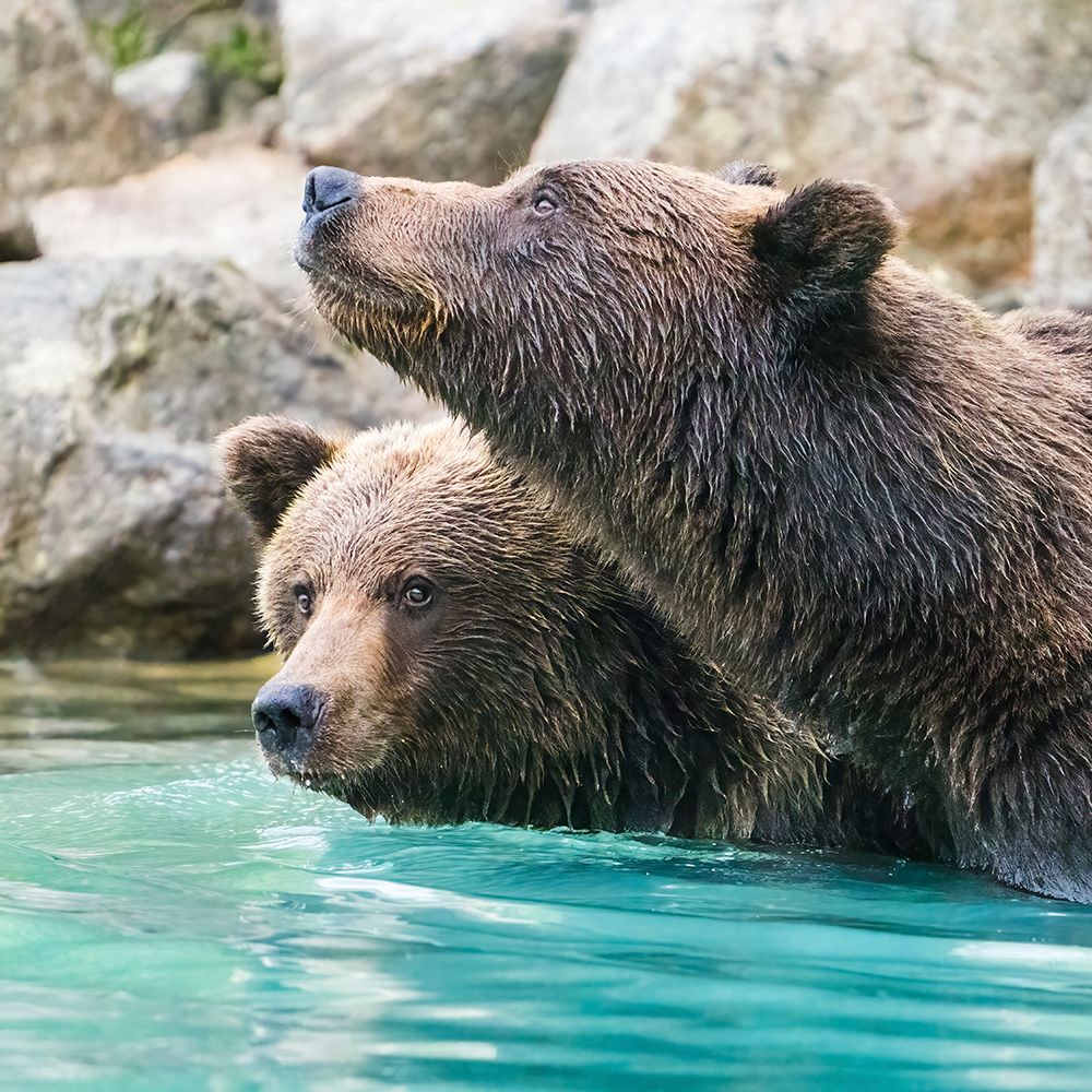 Alaska- Lake Clark. Headshots of two grizzly bears swimming. art print by Janet Muir for $57.95 CAD