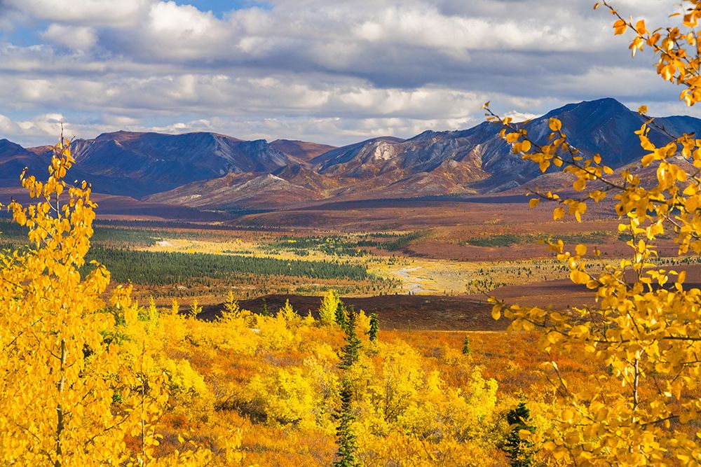 Alaska- Denali National Park. Golden landscape of valley and mountains. art print by Janet Muir for $57.95 CAD