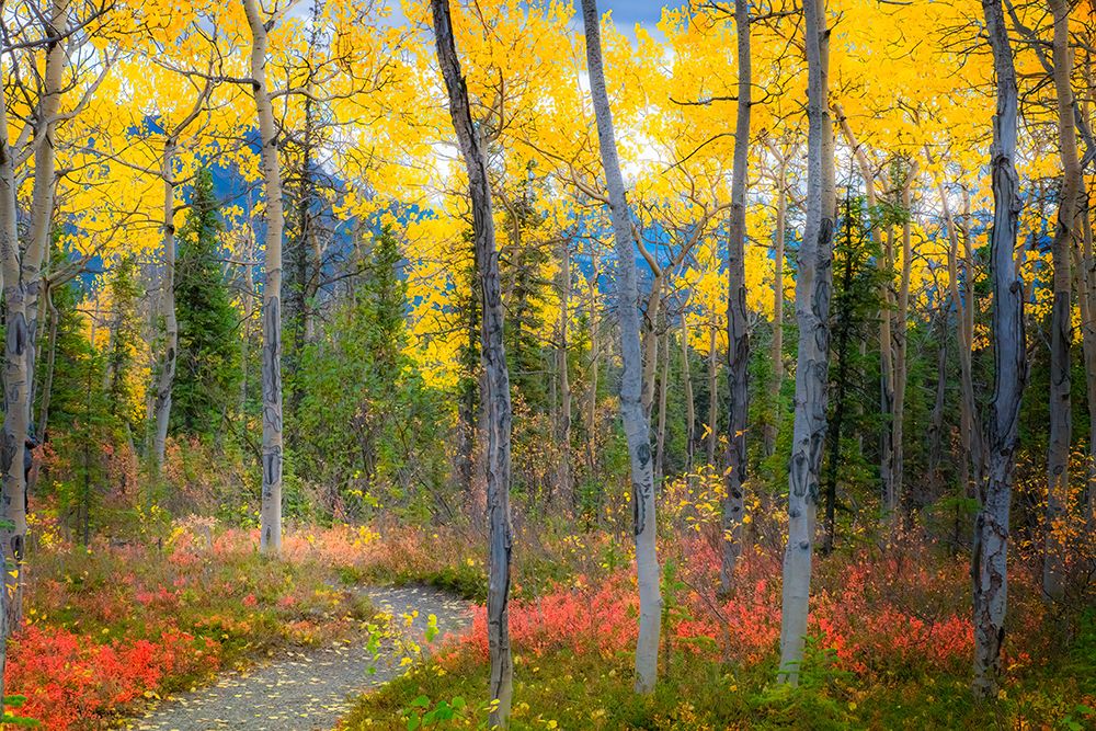 Alaska- Denali National Park. Path along a colorful fall landscape. art print by Janet Muir for $57.95 CAD