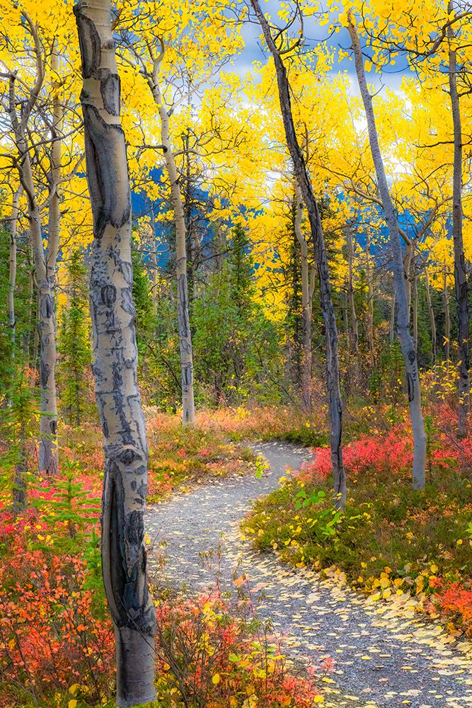 Alaska- Denali National Park. A hiking trail through fall foliage art print by Janet Muir for $57.95 CAD