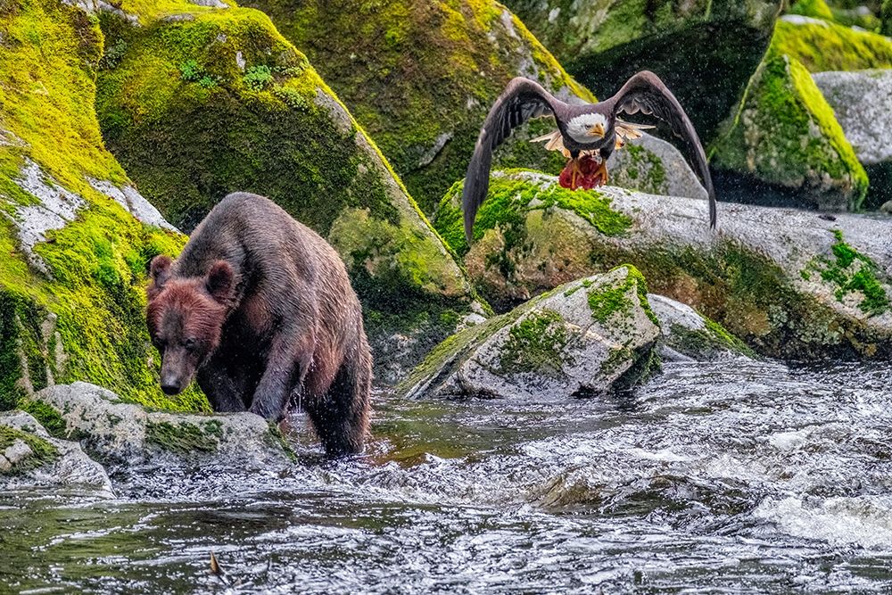 Grizzly Bear-salmon run-Anan Creek-Wrangell-Alaska-USA art print by Jim Engelbrecht for $57.95 CAD