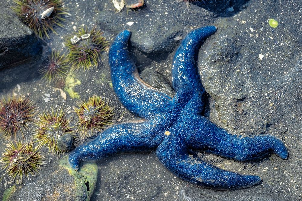 Blue Sea Star-tidal pool-Juneau-Alaska-USA art print by Jim Engelbrecht for $57.95 CAD