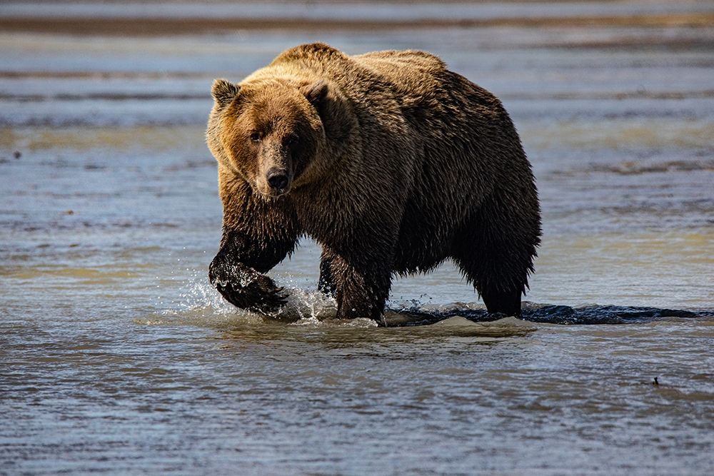 Lake Clark National Park and Preserve-Alaska-wilderness-bears-low tide-splashes-water-paw art print by Jolly Sienda for $57.95 CAD