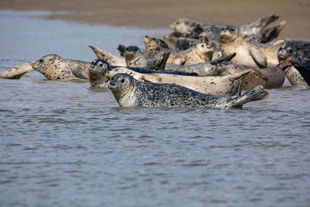 Lake Clark National Park and Preserve-Cook Inlet-Kenai Peninsula-Alaska-pod of seals on the mudflat art print by Jolly Sienda for $57.95 CAD