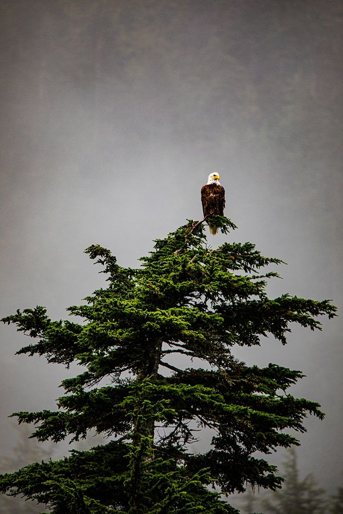 Prince William Sound-Alaska-Valdez-Bald Eagle perched on evergreen tree art print by Jolly Sienda for $57.95 CAD