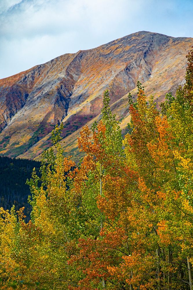Richardson Highway-Alaska-autumn color-birch-aspens-mountains-Permafrost art print by Jolly Sienda for $57.95 CAD