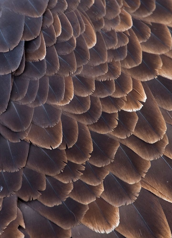 Close-up of Bald Eagle feather-Homer-Alaska-USA art print by Keren Su for $57.95 CAD