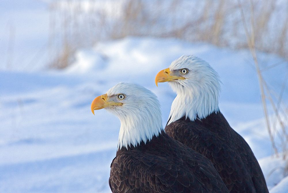 Two Bald Eagles-Haliaeetus leucocephalus-Alaska-US art print by Keren Su for $57.95 CAD