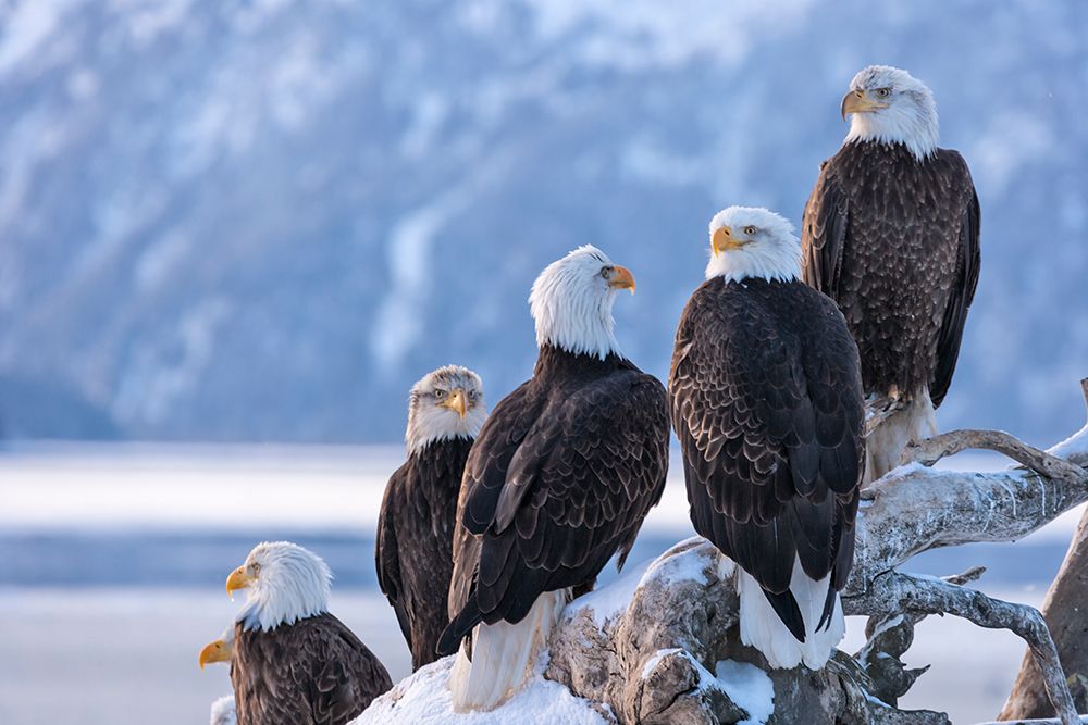 Bald Eagle-Homer-Alaska-USA art print by Keren Su for $57.95 CAD