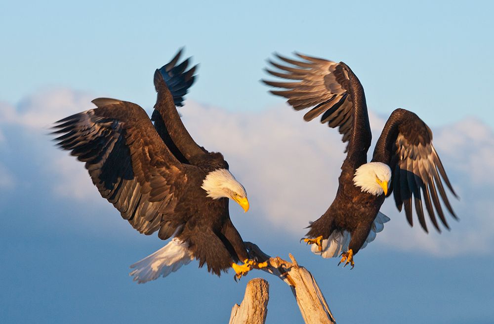 Bald Eagle-Homer-Alaska-USA art print by Keren Su for $57.95 CAD