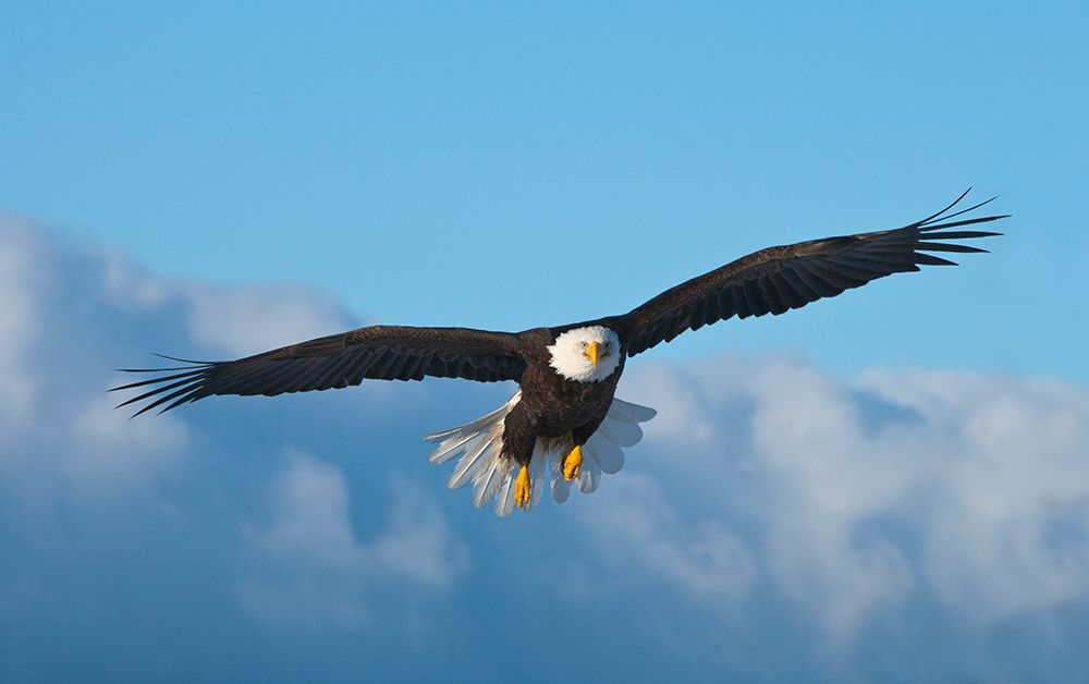 Bald Eagle flying-Homer-Alaska-USA art print by Keren Su for $57.95 CAD