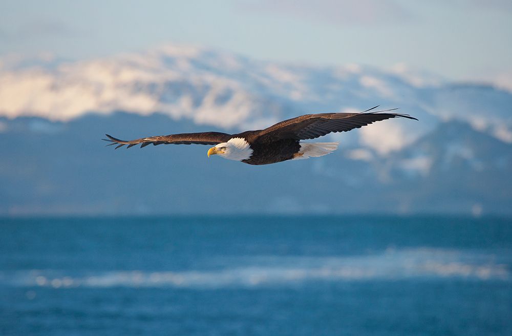 Bald Eagle flying over the ocean-snow mountain in the distance-Homer-Alaska-USA art print by Keren Su for $57.95 CAD