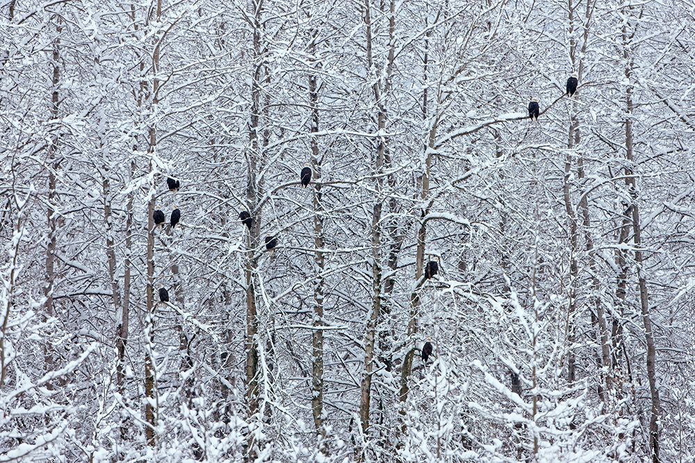 Bald Eagles perched on trees covered with snow-Haines-Alaska-USA art print by Keren Su for $57.95 CAD