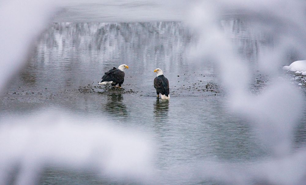 Bald Eagles on the river in the forest covered with snow-Haines-Alaska-USA art print by Keren Su for $57.95 CAD