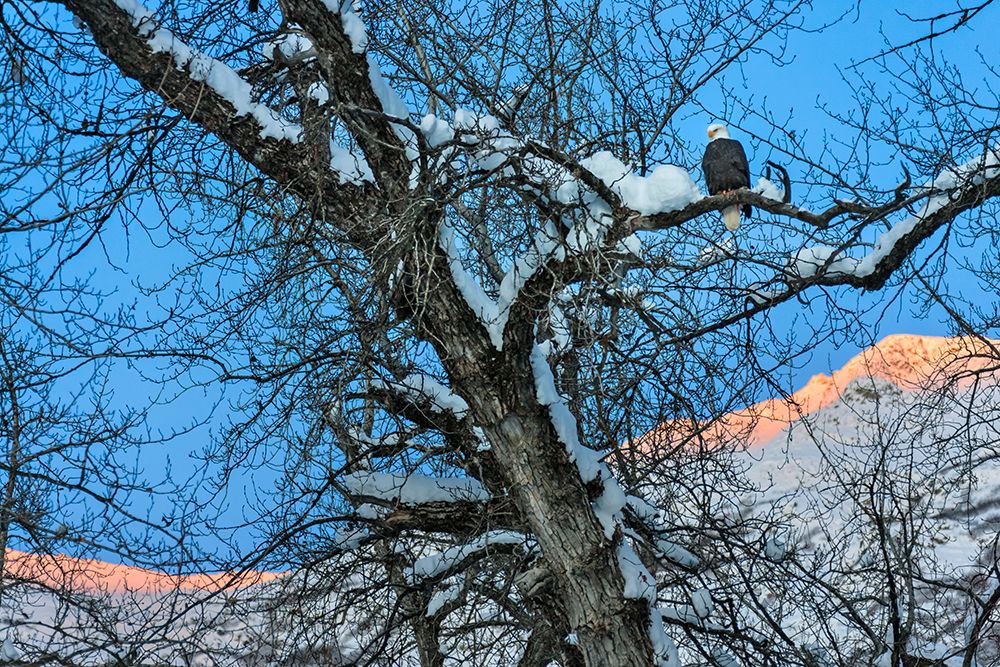Bald Eagle perched on a tree covered with snow-snow mountain in the distance-Haines-Alaska-USA art print by Keren Su for $57.95 CAD