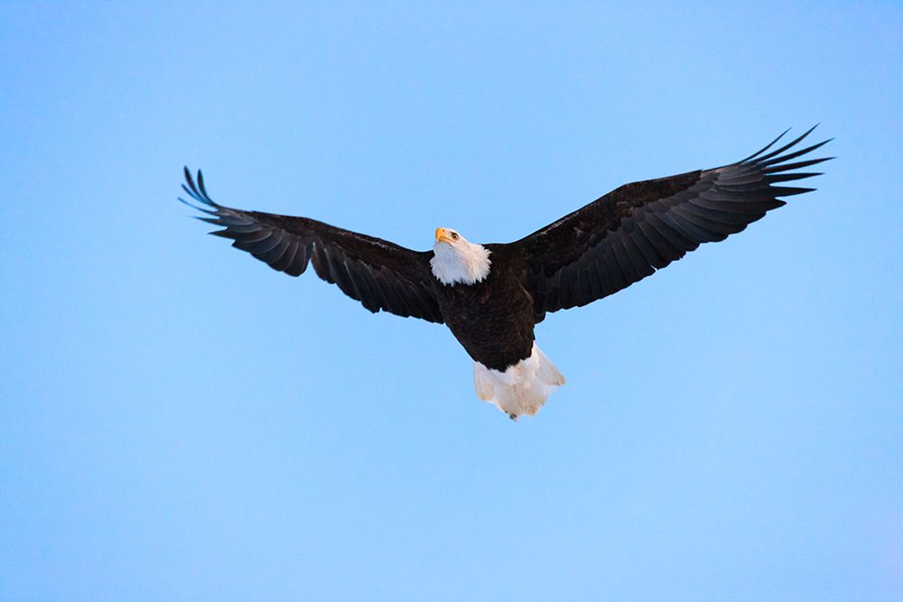 Bald Eagle flying in the sky-Haines-Alaska-USA art print by Keren Su for $57.95 CAD
