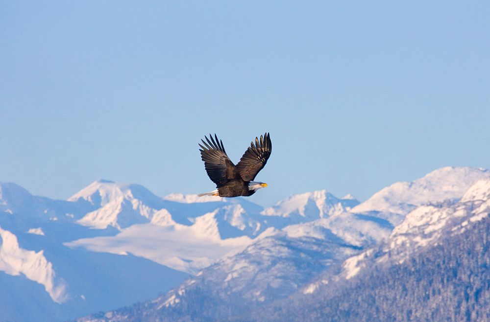 Bald Eagle flying over snow mountain-Haines-Alaska-USA art print by Keren Su for $57.95 CAD