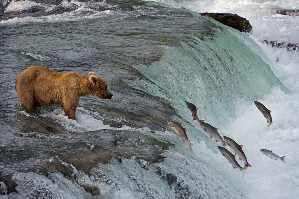 Tourists photographing Brown Bear catching salmon at Brooks Falls-Katmai National Park-Alaska-USA art print by Keren Su for $57.95 CAD