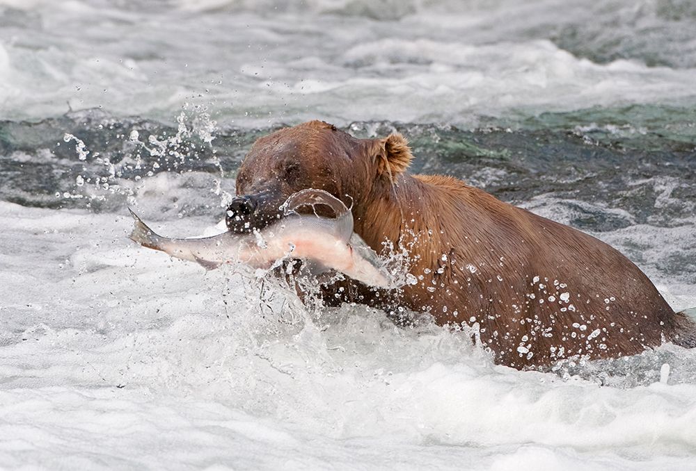 Brown Bear catching salmon at Brooks Falls-Katmai National Park-Alaska-USA art print by Keren Su for $57.95 CAD