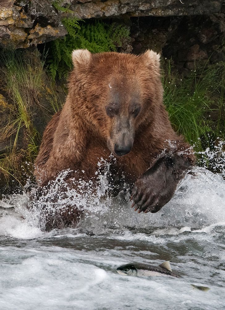 Brown Bear catching salmon at Brooks Falls-Katmai National Park-Alaska-USA art print by Keren Su for $57.95 CAD