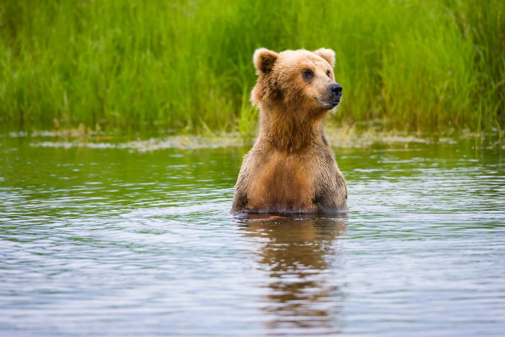 Brown Bear standing on Brooks River-Katmai National Park-Alaska-USA art print by Keren Su for $57.95 CAD