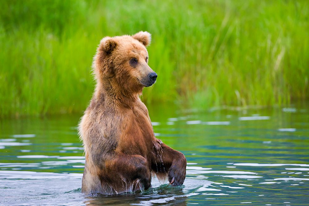 Brown Bear standing in Brooks River-Katmai National Park-Alaska-USA art print by Keren Su for $57.95 CAD