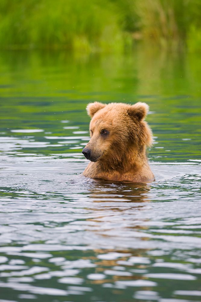 Brown Bear standing in Brooks River-Katmai National Park-Alaska-USA art print by Keren Su for $57.95 CAD