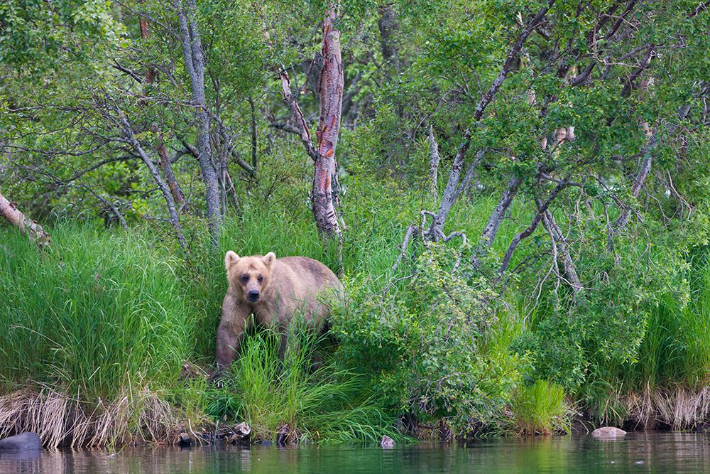 Brown Bear in the grass by Brooks River-Katmai National Park-Alaska-USA art print by Keren Su for $57.95 CAD