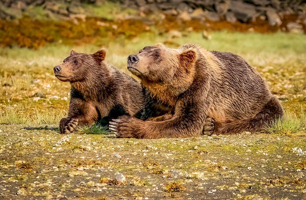 Katmai National Park, Alaska. Brown bear cub remaining alert, while mom sleeps in afternoon sun. art print by Murray McCallum for $57.95 CAD