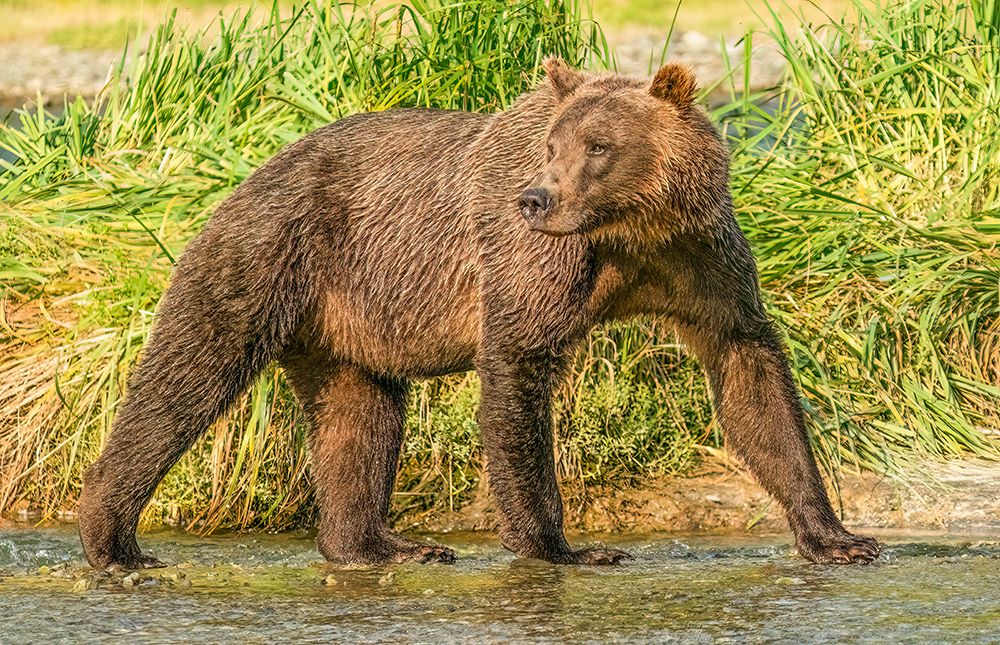 Katmai, Alaska. Female brown bear looking for any aggressive males before fishing for salmon. art print by Murray McCallum for $57.95 CAD