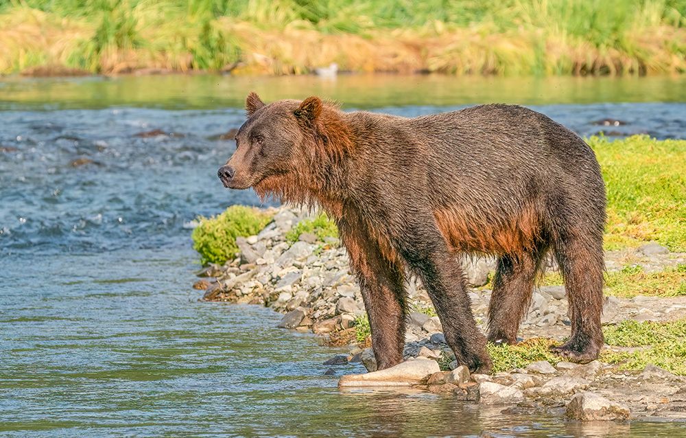 Katmai, Alaska.Female brown bear watches for swimming salmon during the fall salmon run. art print by Murray McCallum for $57.95 CAD