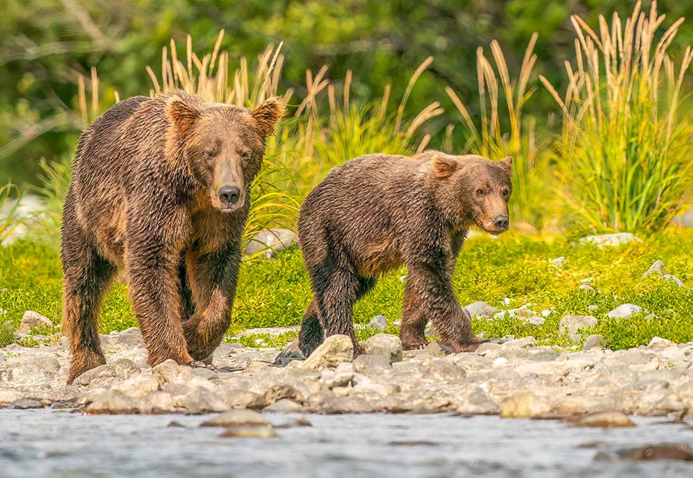 Katmai National Park, Alaska. Mother brown bear and cub walking along riverbank hunting for salmon. art print by Murray McCallum for $57.95 CAD