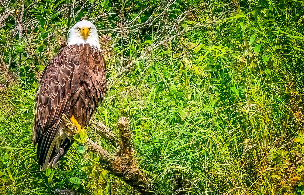 Katmai Peninsula, Alaska. Portrait of bald eagle scouting for fish during the fall salmon run. art print by Murray McCallum for $57.95 CAD